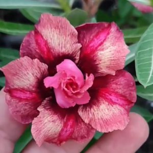 Avaria - Rosa do Deserto Duquesa