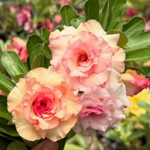 Pré Venda - Rosa do Deserto Pessêgo