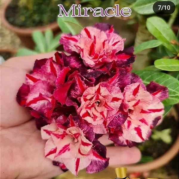 3107 02 Rosa do Deserto Miracle - Imagem 2