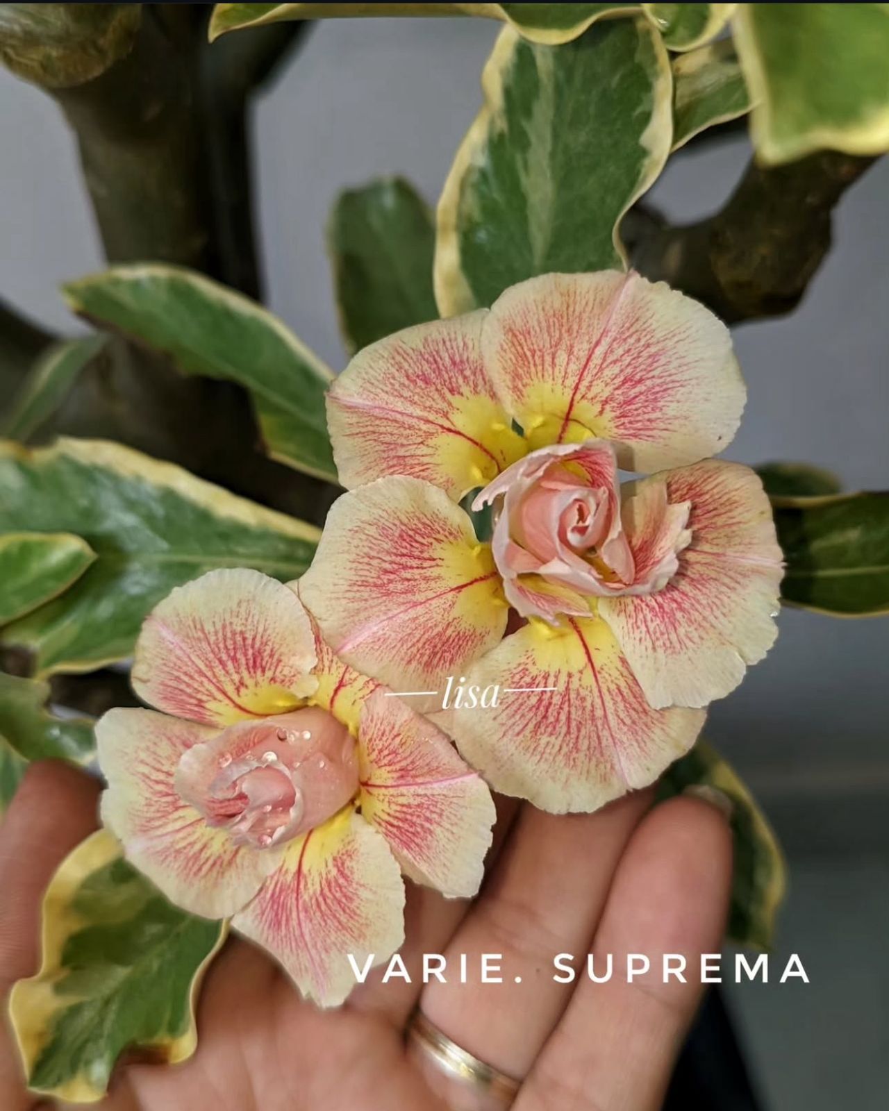 Pré Venda - Rosa do Deserto Suprema Variegata
