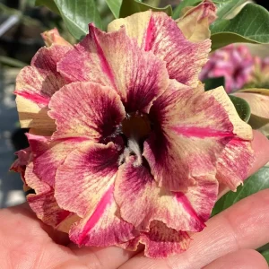 Pré Venda - Rosa do Deserto Diva (Rosa Perfumada)