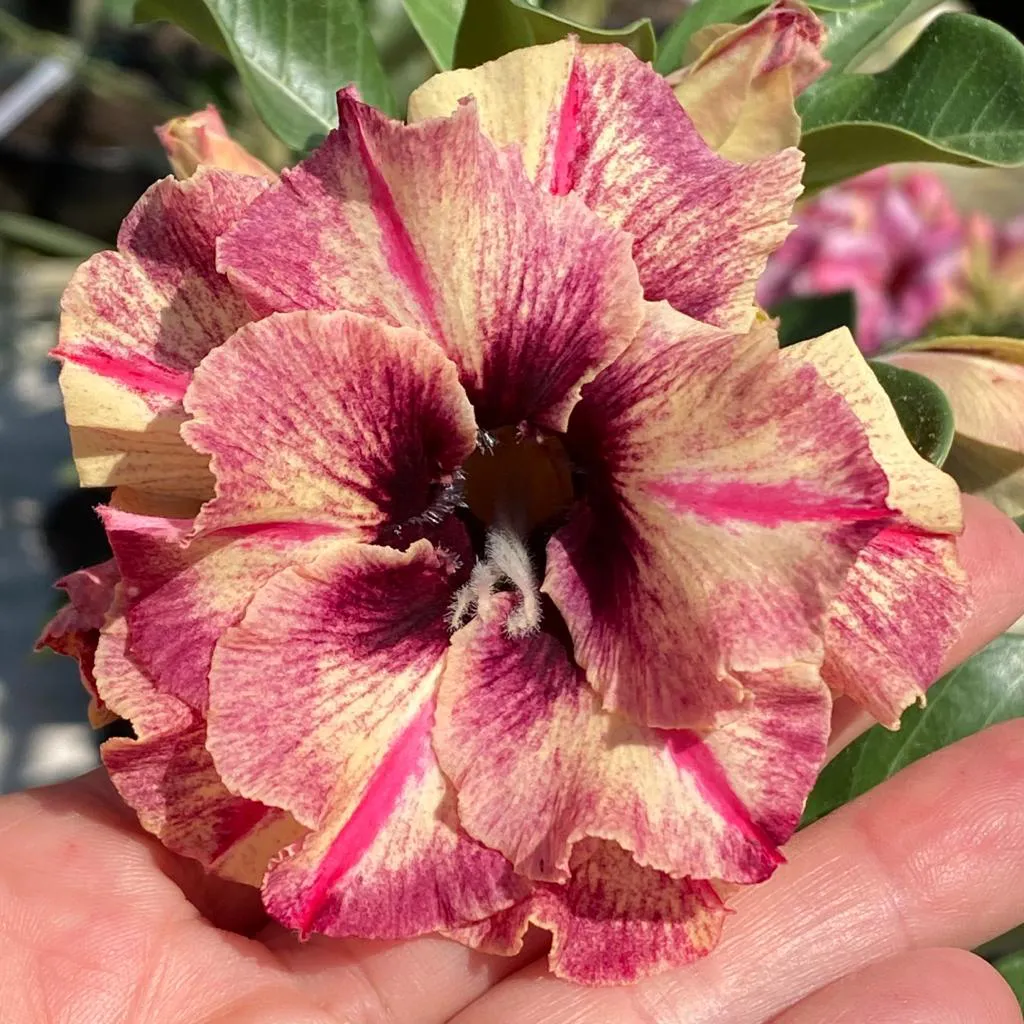 Pré Venda - Rosa do Deserto Diva (Rosa Perfumada)