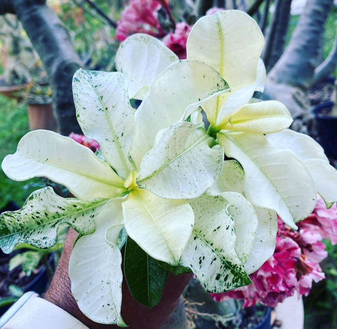 Pré Venda - Rosa do Deserto Variegata Super Star