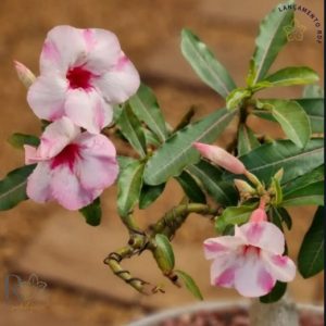 Pré Venda - Rosa do Deserto Petunia