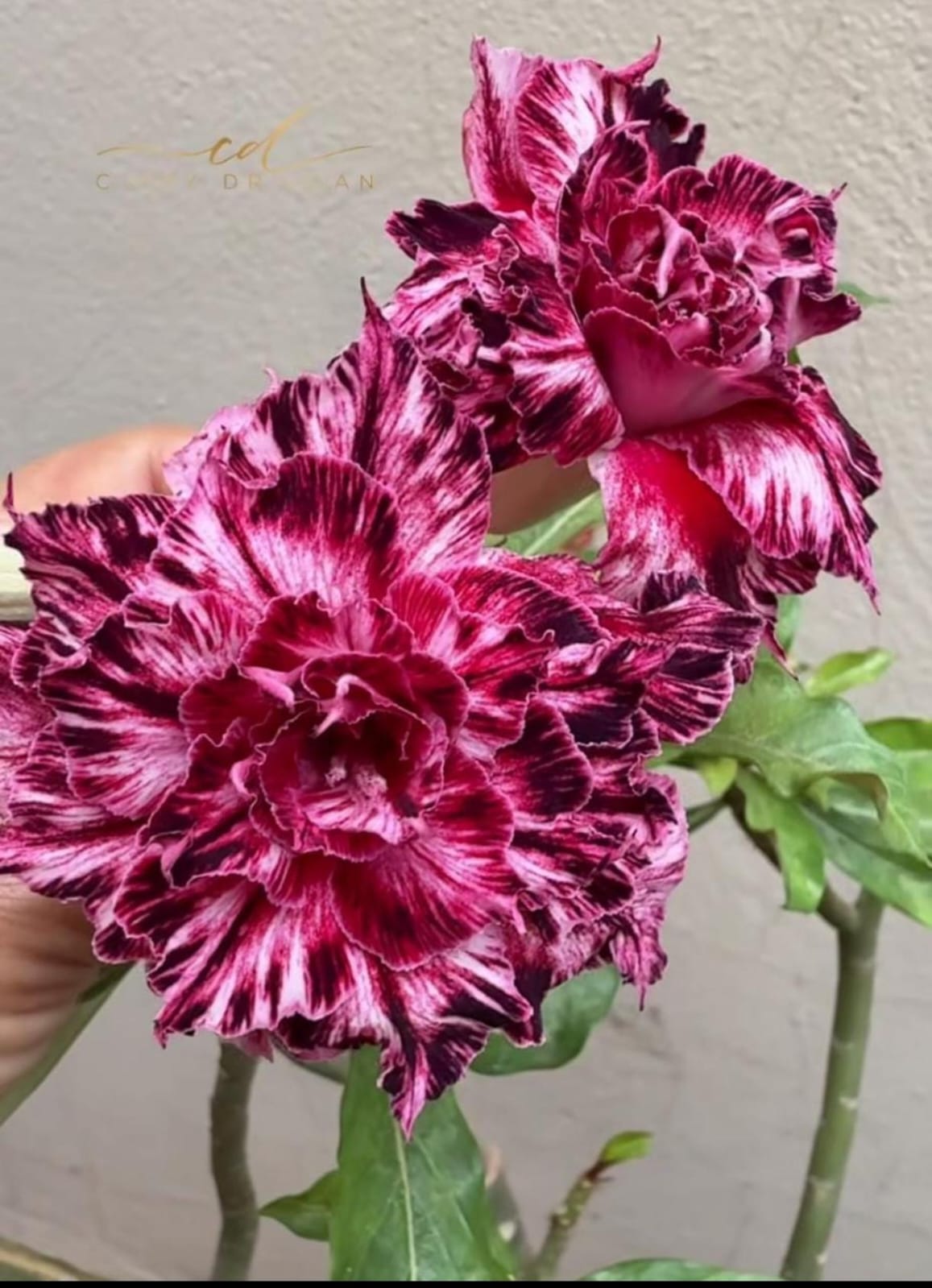 Pré Venda - Rosa do Deserto rihanna