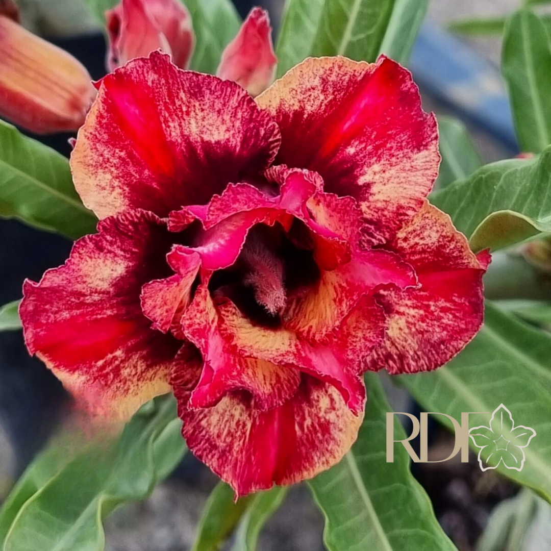 Pré Venda - Rosa do Deserto Arashi (Vermelha Perfumada)