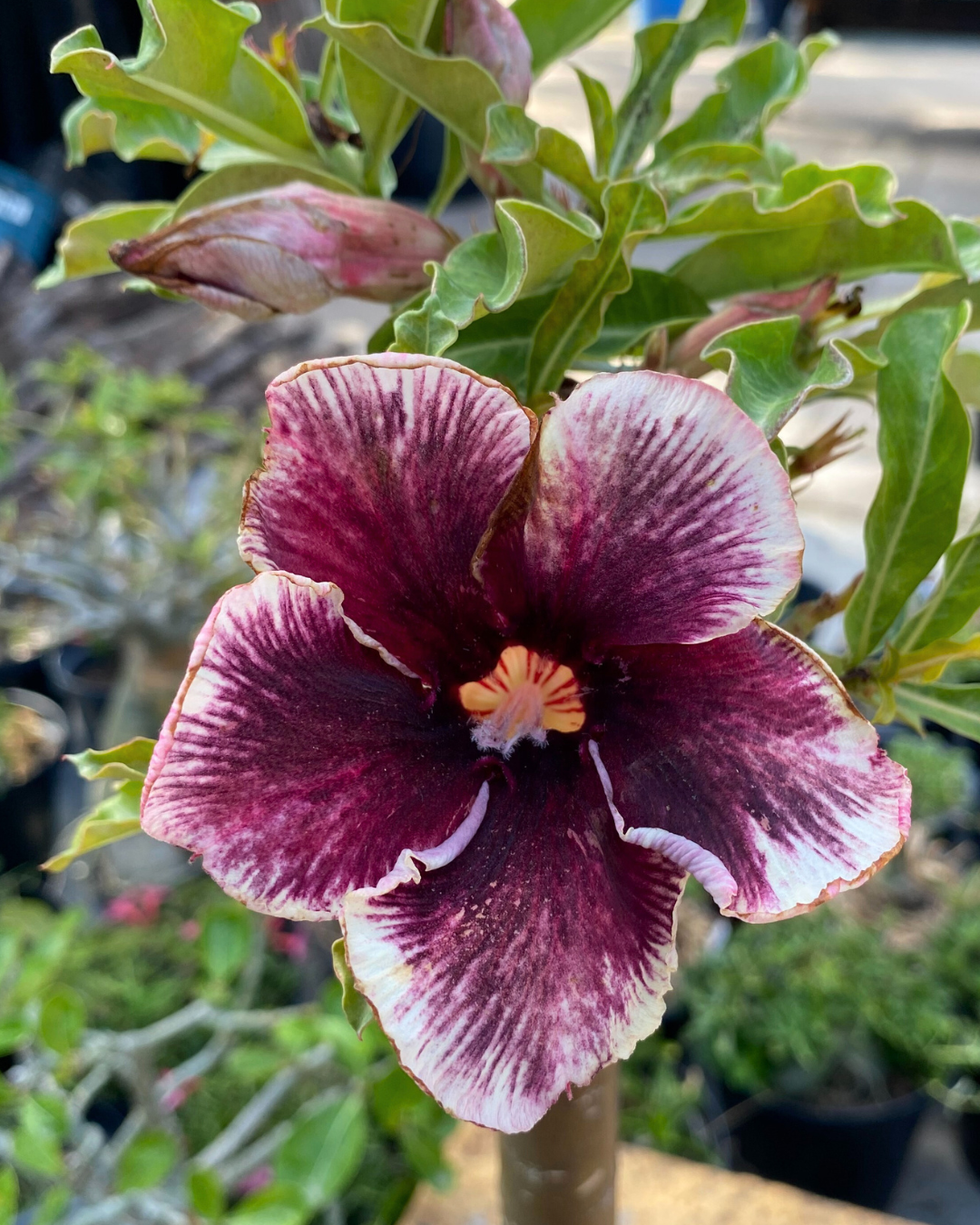 Pré Venda - Rosa do Deserto Grape Essence - Imagem 4