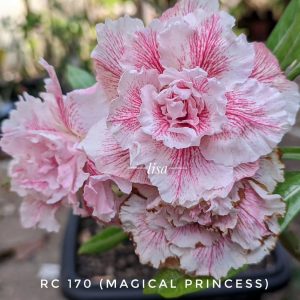 Pré Venda - Rosa do Deserto Magical Princess