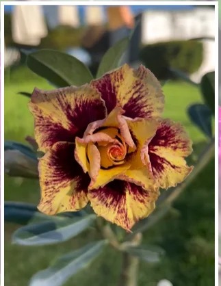 Pré Venda - Rosa do Deserto Curcuma (Amarela)