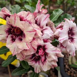 Pré Venda - Rosa do Deserto Maria Flor
