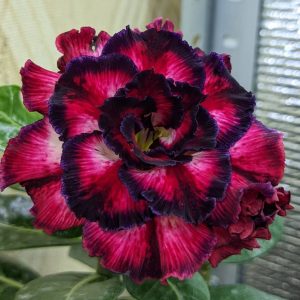 Pré Venda - Rosa do Deserto Ilusion (Vermelha)