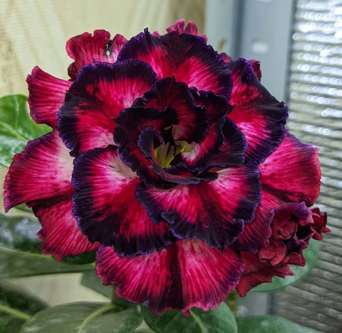Pré Venda - Rosa do Deserto Ilusion (Vermelha)