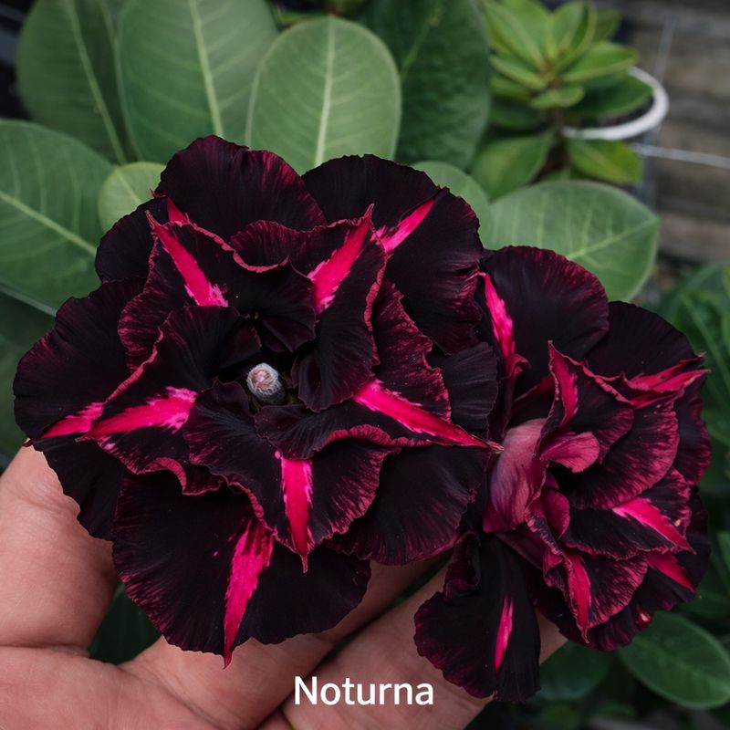 Pré Venda - Rosa do Deserto Noturna (Negra)