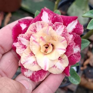 Pré Venda - Rosa do Deserto Camaleoa (Rosa Fotocromática)