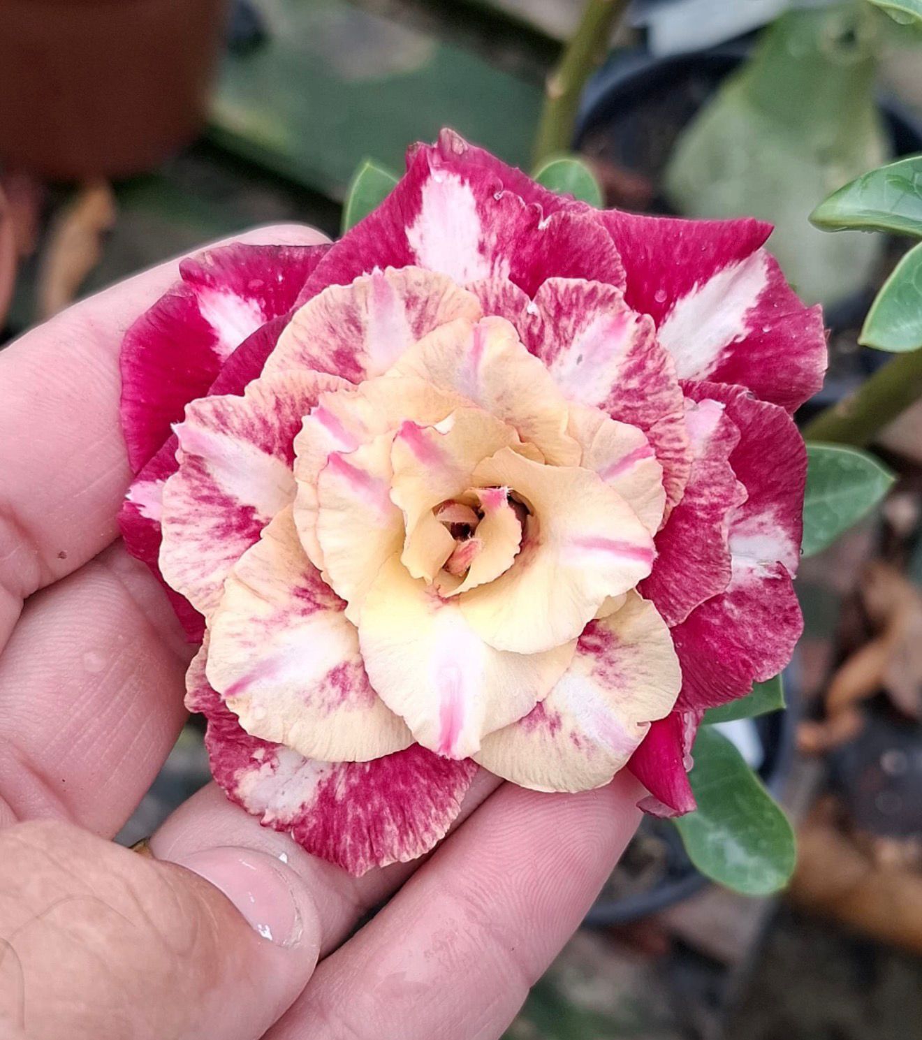 Pré Venda - Rosa do Deserto Camaleoa (Rosa Fotocromática)