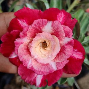 Pré Venda - Rosa do Deserto Joana (Rosa Florífera)