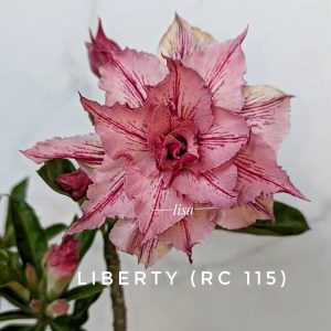 Pré Venda - Rosa do Deserto Liberty (RC115) (Mesclada)
