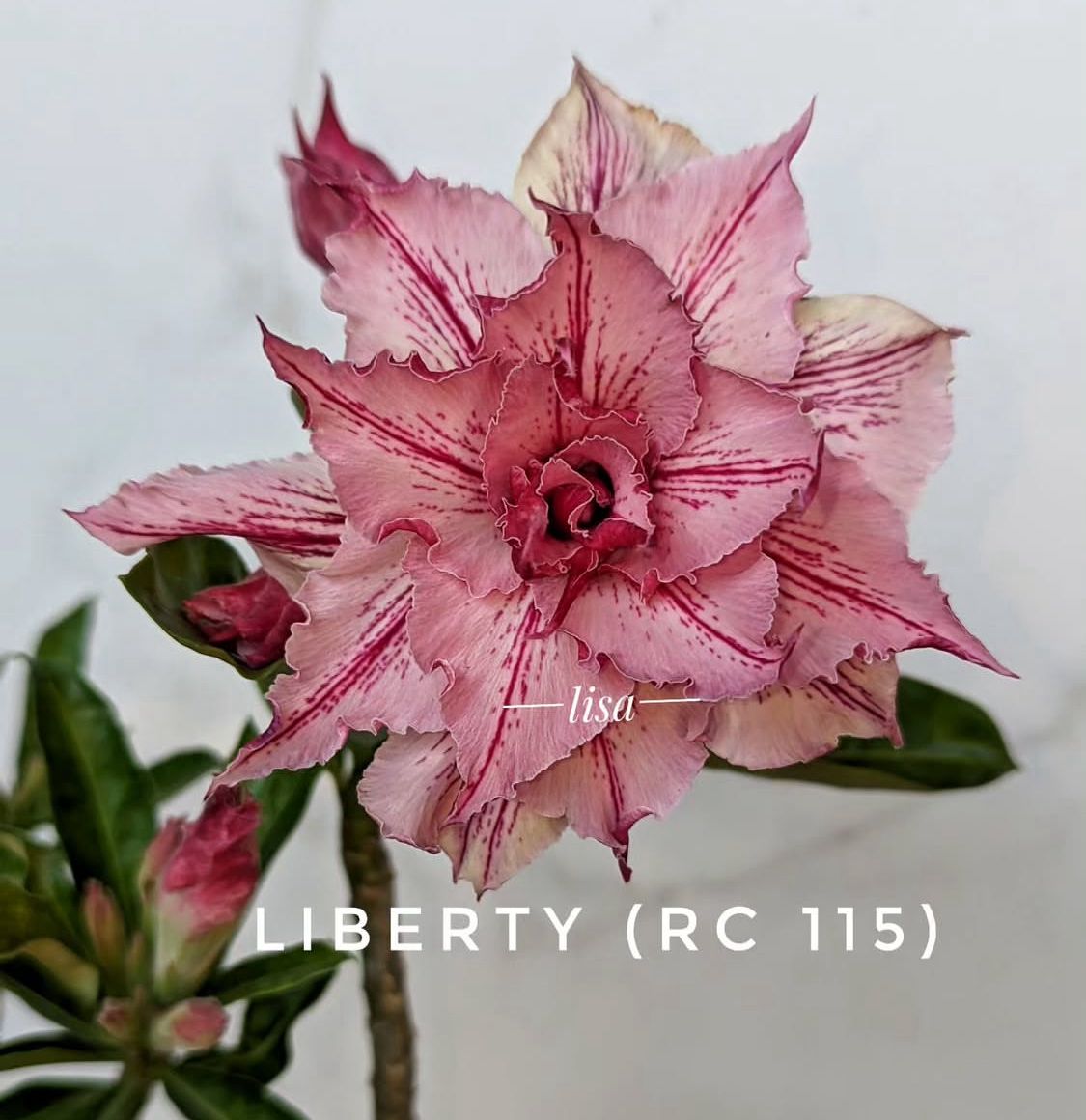Pré Venda - Rosa do Deserto Liberty (RC115) (Mesclada)
