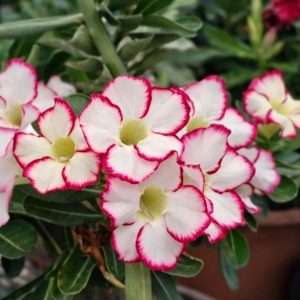 Pré Venda - Rosa do Deserto Carpe Diem (Branca Florífera)