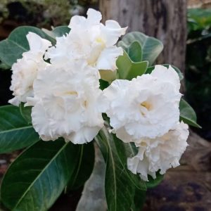 Pré Venda - Rosa do Deserto Pérola