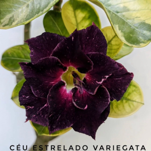 Pré Venda - Rosa do Deserto Céu estrelado Variegata (Vinho Variegata)