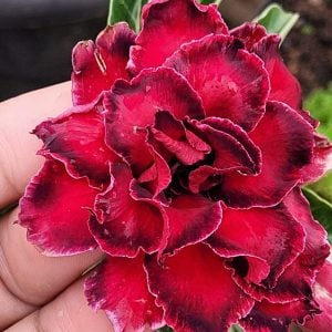 Pré Venda - Rosa do Deserto Dalila de Sansão(EV117) (Mesclada)