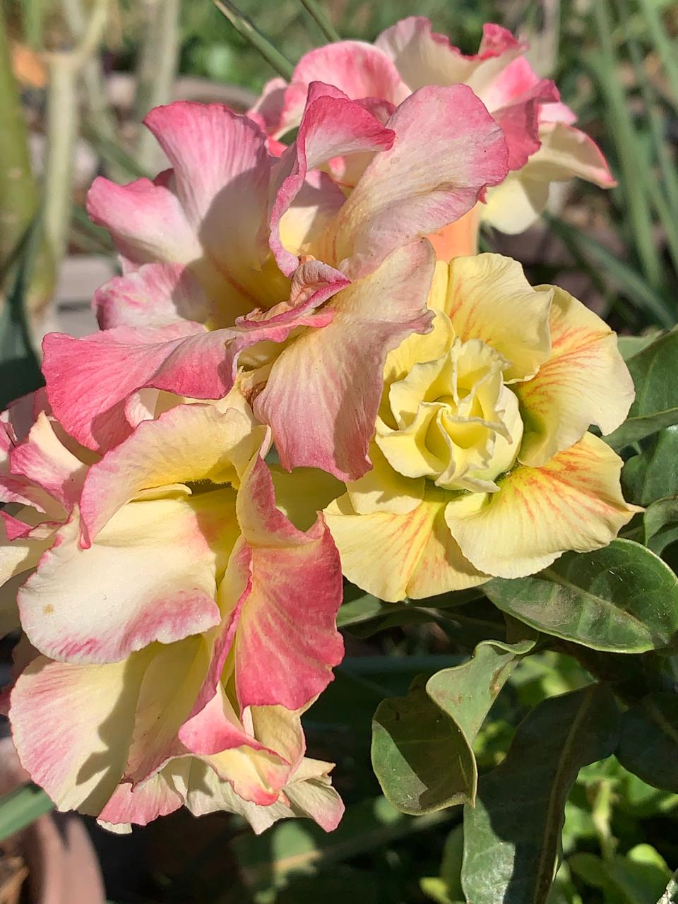 Pré Venda - Rosa do Deserto La Nina (Amarela)
