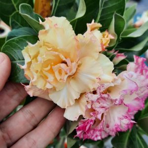 Pré Venda -  Rosa do Deserto Golden Temple (Amarela)