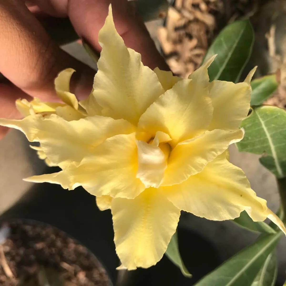 Podadinha - Rosa do Deserto Fire