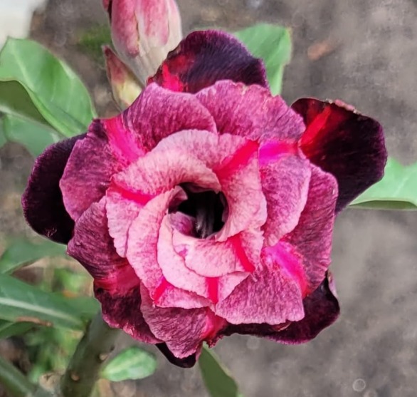 Pré Venda - Rosa do Deserto Mustang (Rosa Florífera)