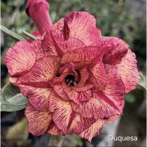 Pré Venda - Rosa do Deserto Duquesa (Rosa Florífera)