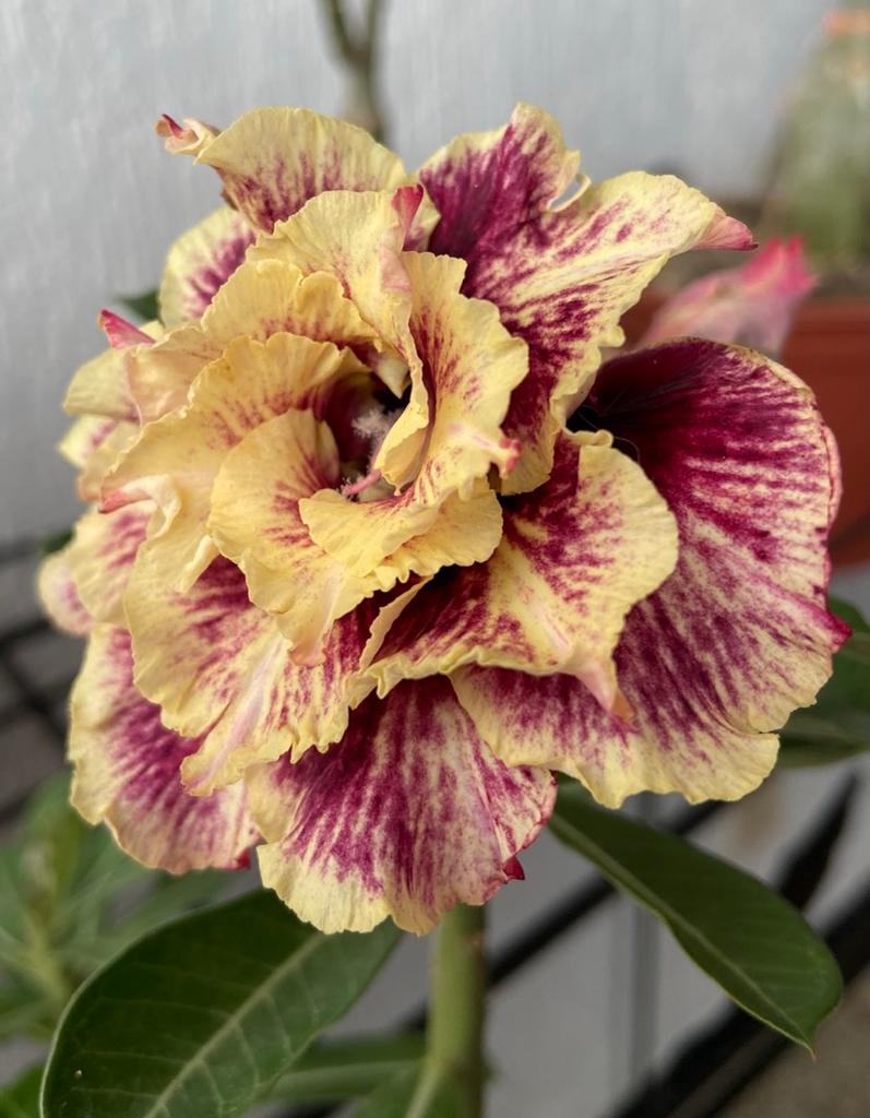 Pré Venda - Rosa do Deserto Golden Faith (Mesclada Perfumada)