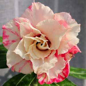 Pré Venda - Rosa do Deserto Pearl