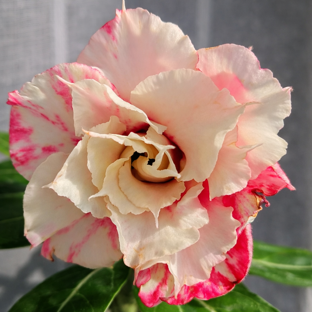 Pré Venda - Rosa do Deserto Pearl