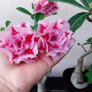 Pré Venda - Rosa do Deserto LM 98 (Pink)