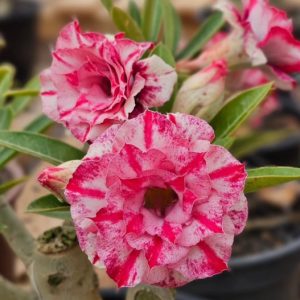 Pré Venda - Rosa do Deserto BRD 111 (Pink)