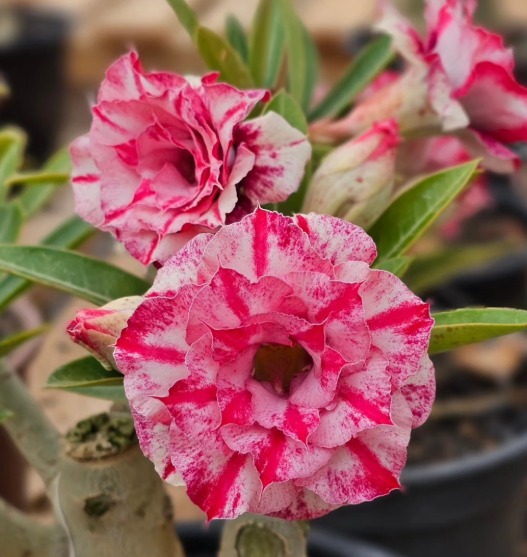 Pré Venda - Rosa do Deserto BRD 111 (Pink)
