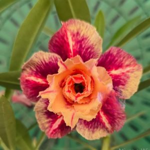Pré Venda - Rosa Do Deserto Tangerina