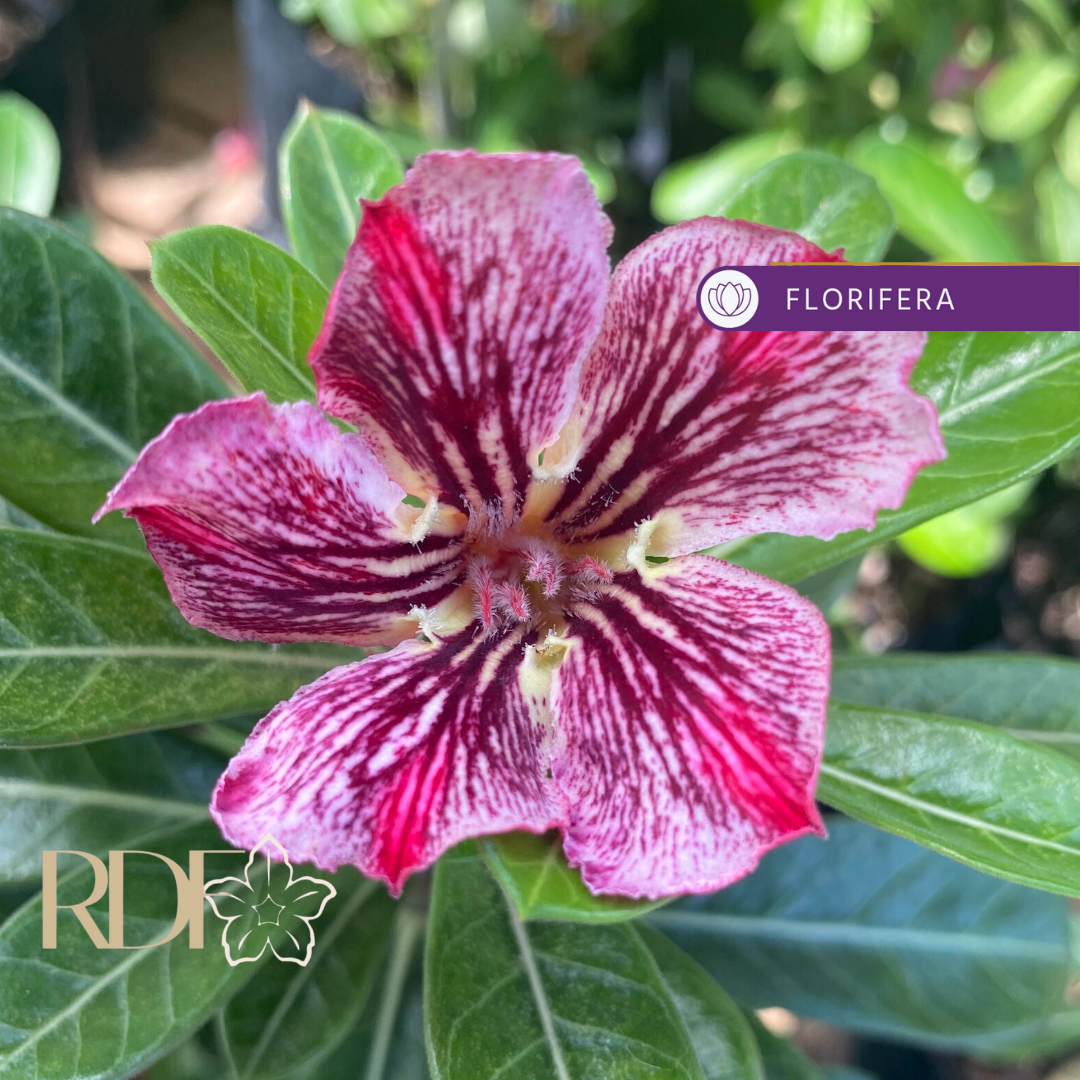 Pré Venda - Rosa Do Deserto Infinity
