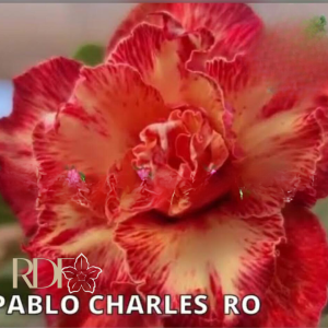 Pré Venda - Rosa Do Deserto Pablo Charles