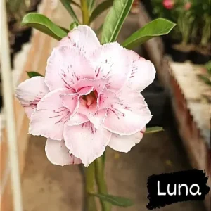 Pré Venda - Rosa Do Deserto Luna