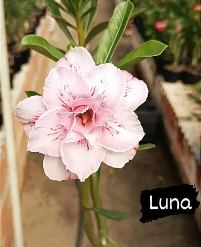 Pré Venda - Rosa Do Deserto Luna