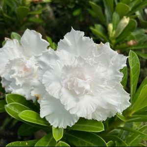 Pré Venda - Rosa do Deserto Branca Tripla