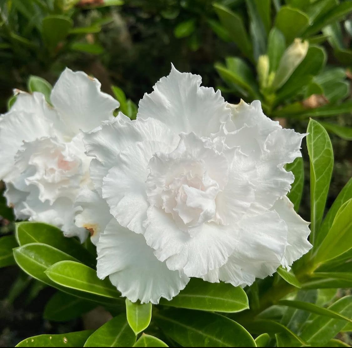 Pré Venda - Rosa do Deserto Branca Tripla
