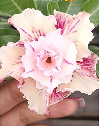 Pré Venda - Rosa do Deserto Canan 35 - Imagem 2
