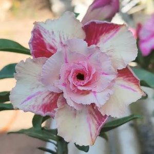 Pré Venda - Rosa do Deserto Canan 35