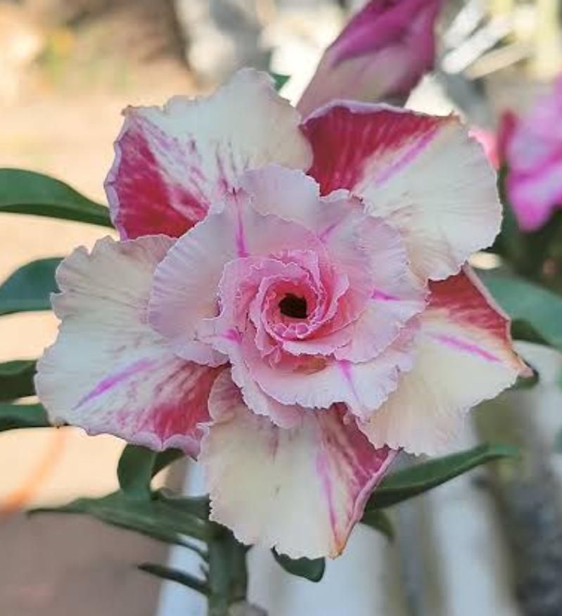 Pré Venda - Rosa do Deserto Canan 35