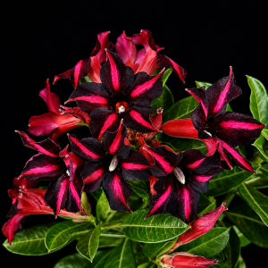 Pré Venda - Rosa do Deserto Orfeu