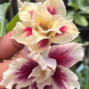 Pré Venda - Rosa do Deserto JA 55