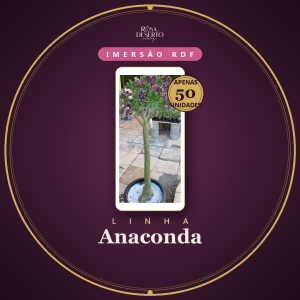 Pré Venda - Imersão Anaconda RDF - Duplex